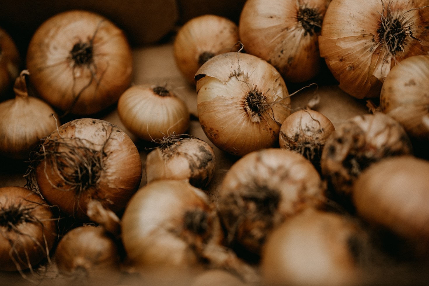 Urban Homesteading: A Beginner’s Guide to Getting Started